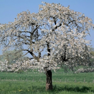 April is bloesemmaand en in het Hageland kan je dan volop van de mooie bloesems genieten